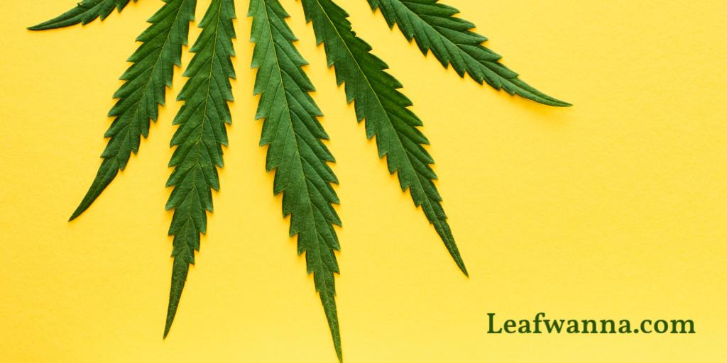 KetoWanna's tweet photo. CBD is the mark we leaf on the world. 🌿

✅ Domain for sale!

🔥 #CBD #Cannabidiol #CBDOil #Canna #Cannabis #Hemp #Leaf #Health #Wellness #Brand #Branding #Marketing #MarTech #Advertising #AdTech #Ad #Ads #Entrepreneur #Startup #Startups #GrowthHack #GrowthHacking #BrandWanna https://t.co/LdNprRqQfe