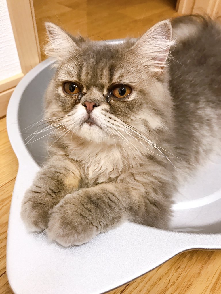 桜井海 おじ猫7巻発売中 ドラマ放送中 そんな悲しみを癒してくれたのが ぷくまる です 雑種しか飼ったことがなかったのですが ふくまると同じエキゾチックを飼ってみようと思い ブリーダーさんから引き取りました 名前はふくまるから取って 桜井海 おじ猫7巻発売中 ドラマ放送中 そんな悲しみを癒してくれたのが ぷくまる です 雑種しか飼ったことがなかったのですが ふくまると同じエキゾチックを飼ってみようと思い ブリーダーさんから引き取りました 名前はふくまるから取って