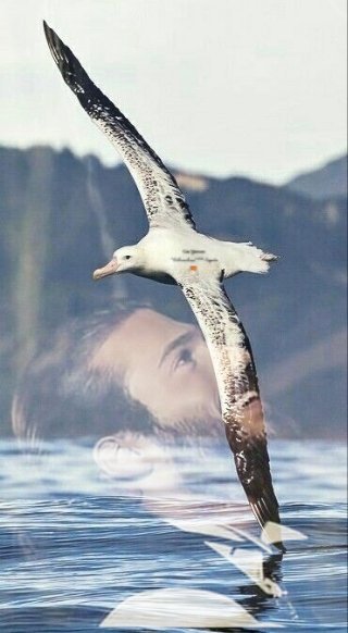 canyaman_fans's tweet photo. Muy buenas noches @canyaman1989. Hace casi una semana hiciste mi sueño realidad, cruzaste 2 frases conmigo que, para mi, es mucho. Significa que has conocido mi cuenta que era a lo más que aspiraba. Pase lo que pase no lo olvidaré. Eternamente agradecida, Ana #Can4Ever #Albatro https://t.co/7wX1Dm77G8
