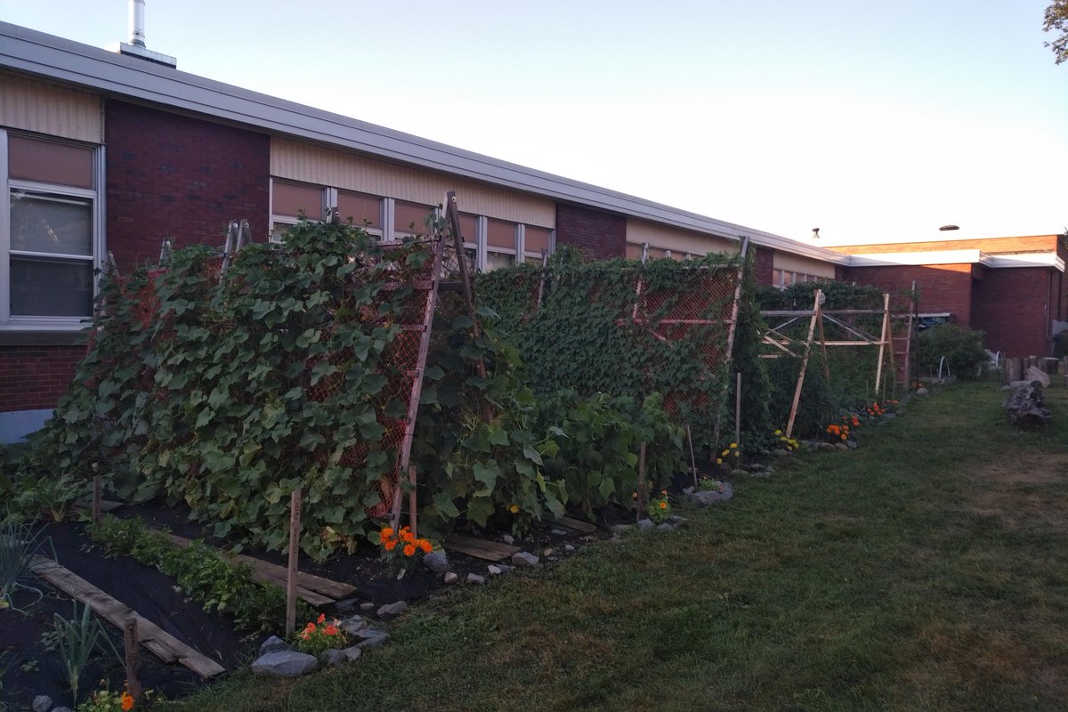 dwallbridge's tweet photo. Another amazing #WeedingWednesday at @stcatschool garden. Getting ready for all the kids to return. @HRCEHealthPromo https://t.co/jdqweWj5lb