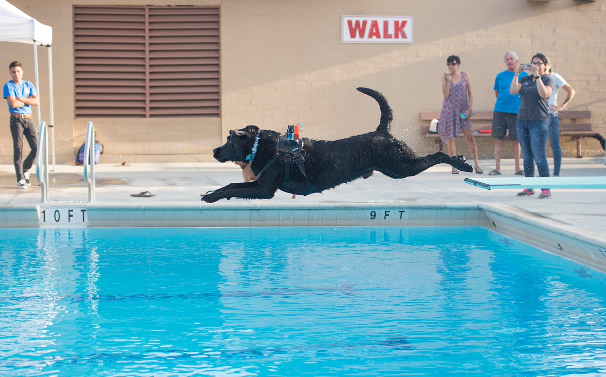 CountyofLA's tweet photo. .@lacountyparks are closing out the summer season with #PoochesInThePool! Bring your dog for a dunk on Labor Day https://t.co/FNpVRFWuOP 🐶💦 https://t.co/B2SiceqoeP