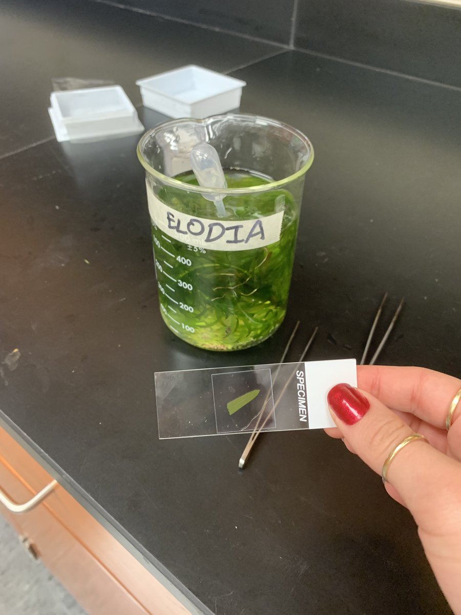 jardsd's tweet photo. Lab 2 was a success; As we learned about our lab equipment we got the chance to observe the Elodia plant under the microscope. #labstuff #ilovemicroscopes #BSC1005Lstudent https://t.co/nx3g1Xm18b