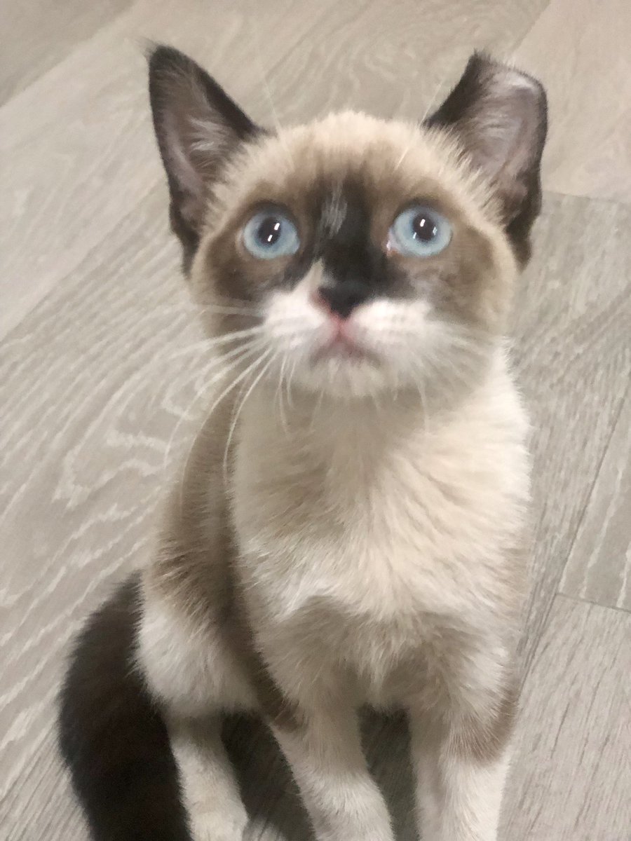 He recogido esta bebé d una nave donde se refugió y no iba a tener buen final,ya q no la querían allí.Es muy cariñosa y sociable,busco adopción responsable para ella.Esta
enSevilla pero puede viajar,se entrega con vacuna,chip y test
Contacto:pippenpda23@gmail.com