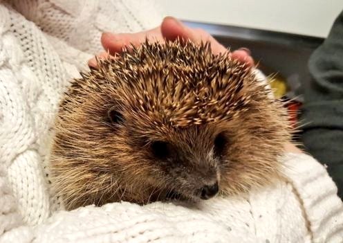 Ежик болеет. Ежик заболел. Больной ежик. Больной еж. Иголки ежа.