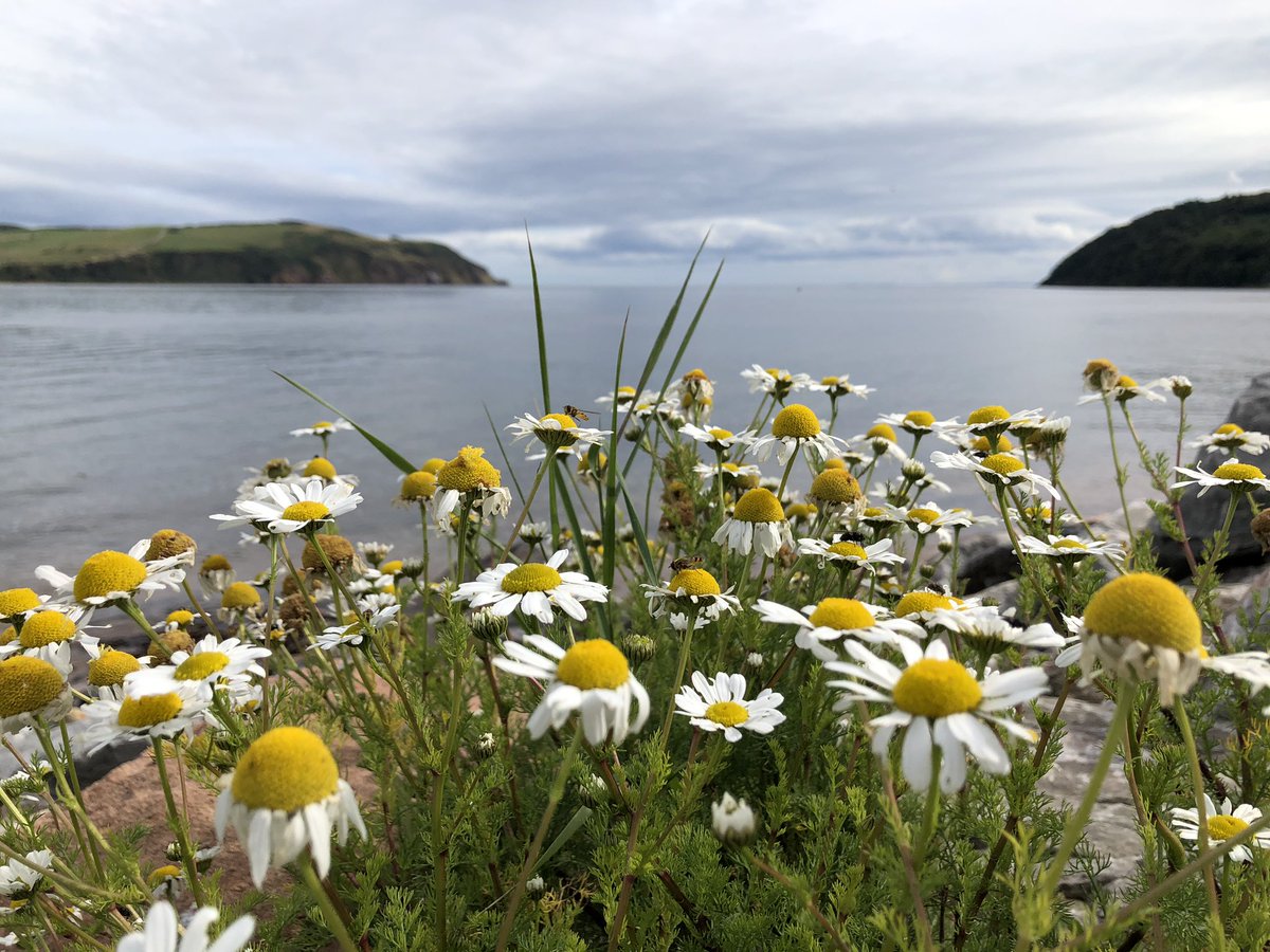 exurbanmermaid's tweet photo. Spent the day on the Black Isle just beyond Invernessโmay have to move to Cromarty, because old stone cottages, a wonderful Dutch run cheese shop, a fairy walk, microbrews & a perfect coffee cortado by the two car ferry at the edge of the firth #BlackIsle #ShippingForcast #Alba https://t.co/0shjyyYavu
