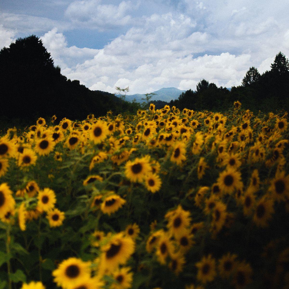 WCU's tweet photo. Stop and smell the [sunflowers]! There's too much beauty around us to not stop and check out the scenery every once in a while. 😍🌻

(📸: @Brave_Ave) https://t.co/IfezMSka00