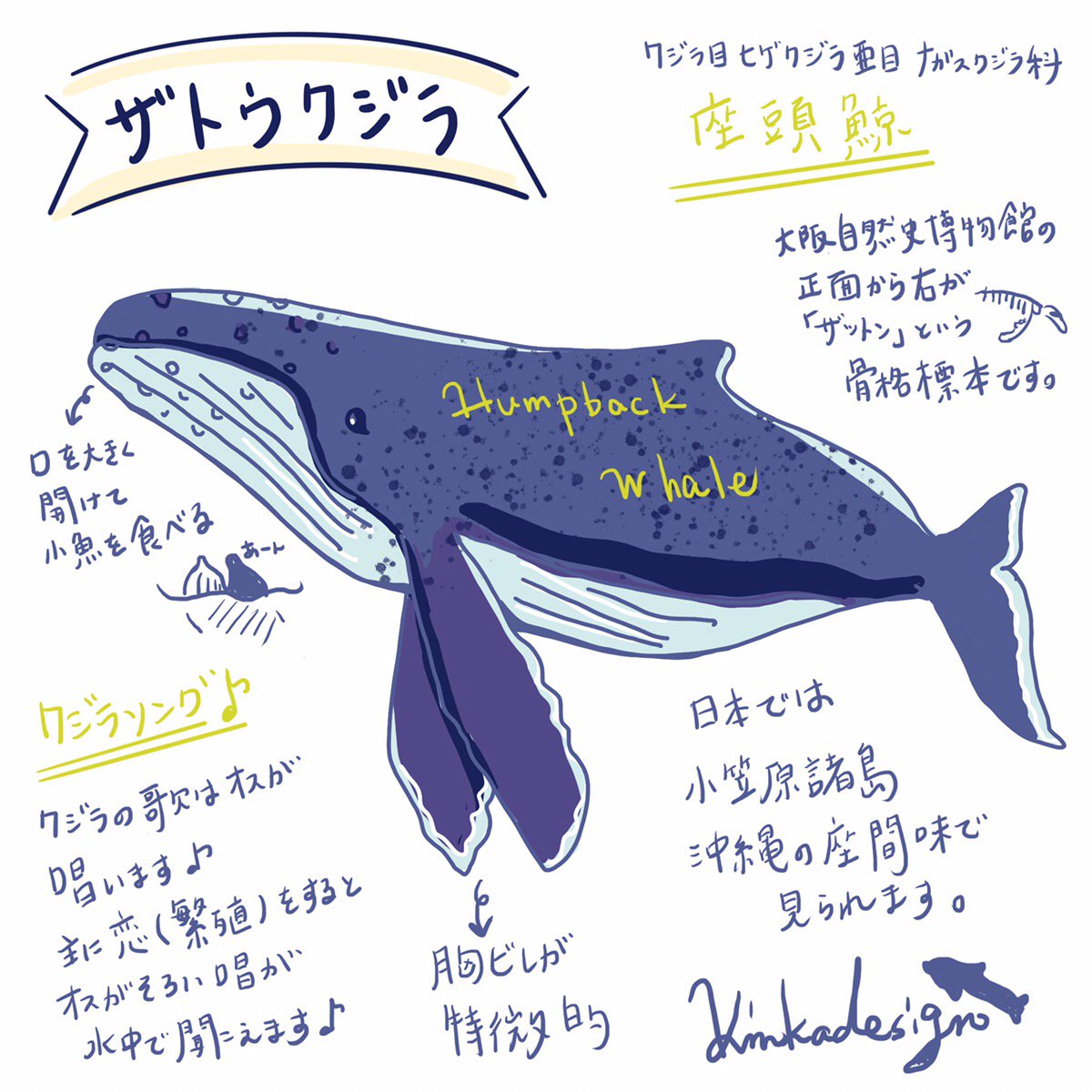 アイ 旅するイルカちゃん By Bluefieldnet Kinkadesign Na Twitteru ザトウクジラ 日本で馴染みがあるザトウクジラ 胸ビレが長いのが特徴です バブルネットフィーディング という泡を吐きながら獲物を囲み取る狩技 というものがある また ジャンプ