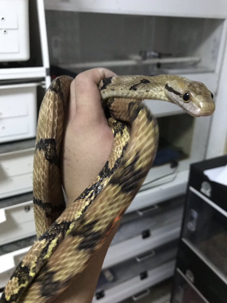 wineofowl's tweet photo. Boiga bites.
Species: Boiga cynodon. bit while feeding, and held for a few minutes 
treatment：none
symptom：entire forearm swelling, moderate pain and axillary adenopathy, almost recovered after 3 days. https://t.co/vg8py3U5mS