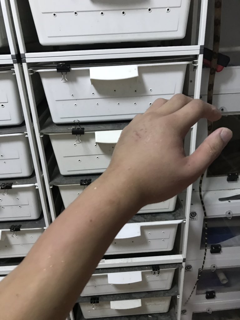 wineofowl's tweet photo. Boiga bites.
Species: Boiga cynodon. bit while feeding, and held for a few minutes 
treatment：none
symptom：entire forearm swelling, moderate pain and axillary adenopathy, almost recovered after 3 days. https://t.co/vg8py3U5mS