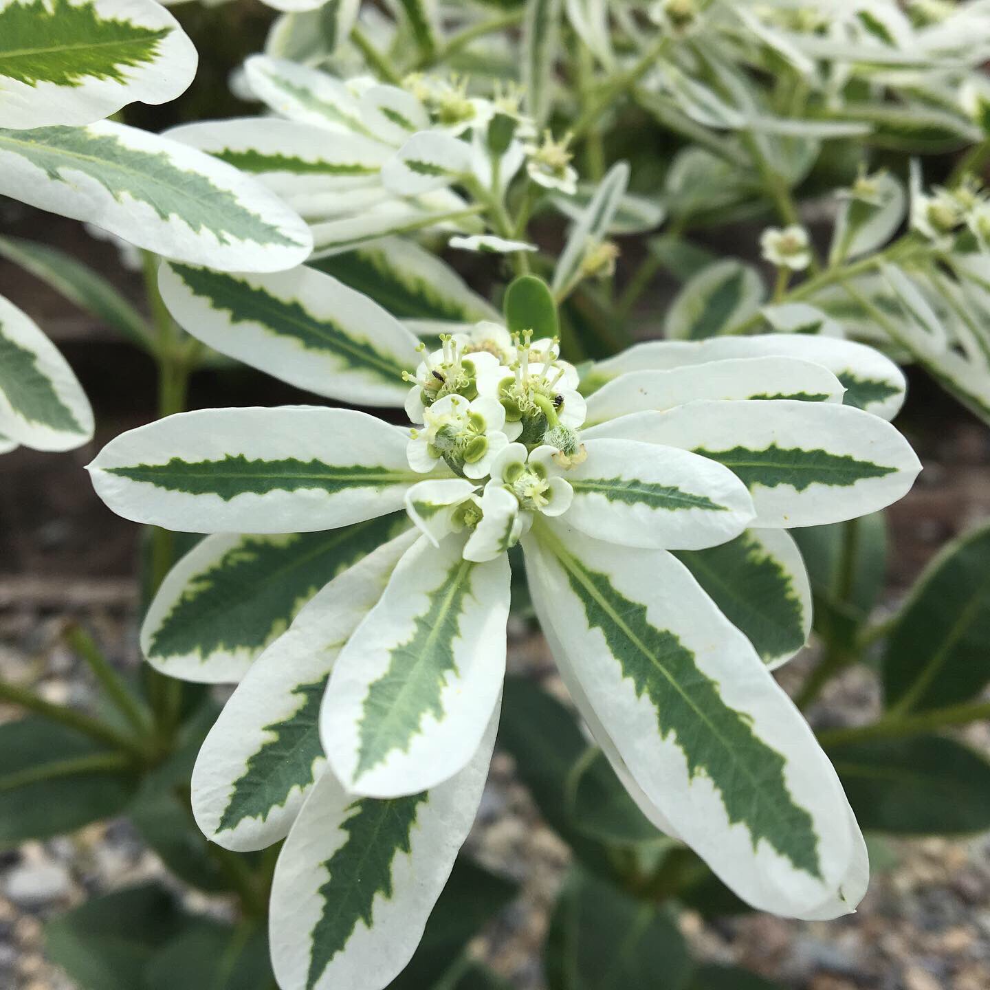 たーちゅー Sur Twitter 夏に咲く花なのに 名前に 雪 が付く印象的な草花 こぼれ種で咲く ハツユキソウ 今年は駐車場まで占領してきました 草花 花木 自宅庭 ガーデニング 花 花のある暮らし 花のある生活 ハツユキソウ 初雪草 T Co