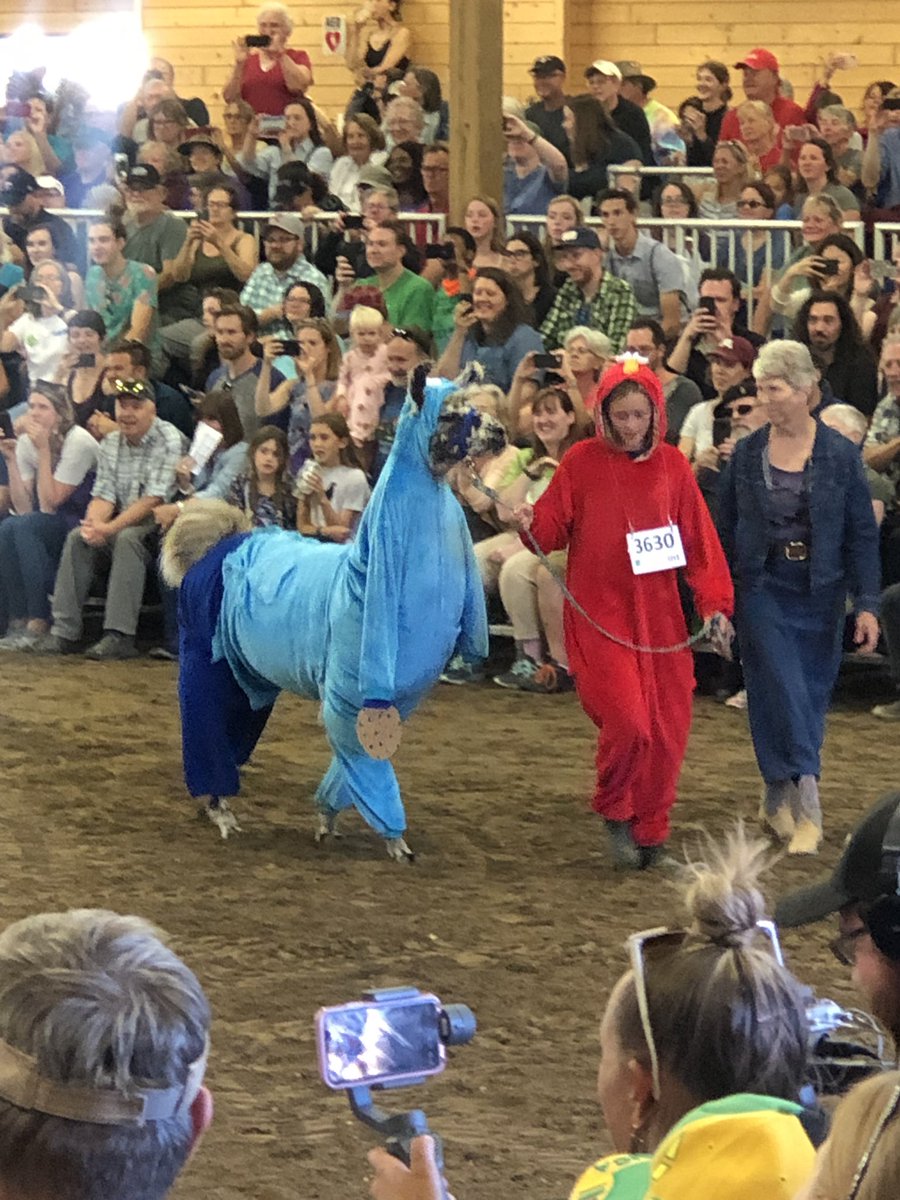  the llama costume contest has begun  (mute this thread if you’re here for immigration - I’ll return to that tomorrow)