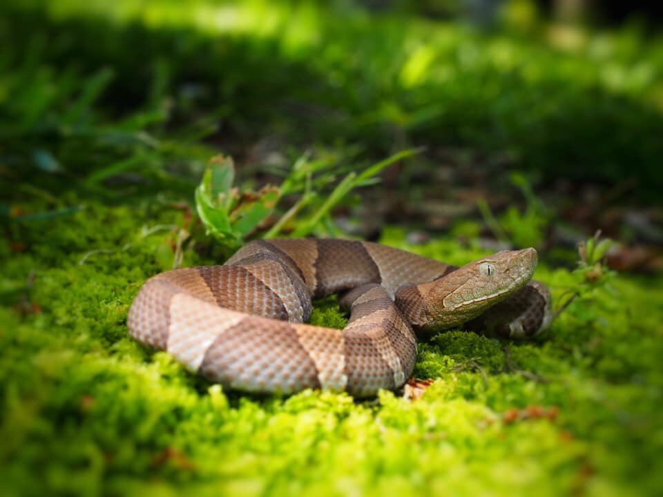 BugCatcher_Mark's tweet photo. My personal favorite shot I took this year. This shy Broad banded Copperhead was a really patient model. #Oklahoma #herping2019 #Venomous #snake #Fieldherping #bugcatchermark https://t.co/1EhiDRQQNX
