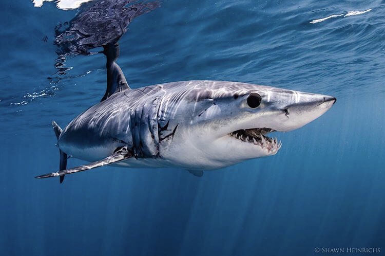 FunTimesMedia's tweet photo. Makos Shark 🦈, now an endangered and protected species. Thanks to many for signing the petition. Looks at this kewl guy. Let’s try to keep them around longer! Protect the sharks! #Sharks #FunTimesNature https://t.co/jMzu6OLnKu