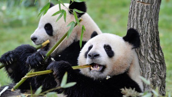 Fuertemag's tweet photo. Tour China Tibet: How to Have the Best Travel Plan https://t.co/4XqNKFxZ4i https://t.co/a3uoxG98j7
