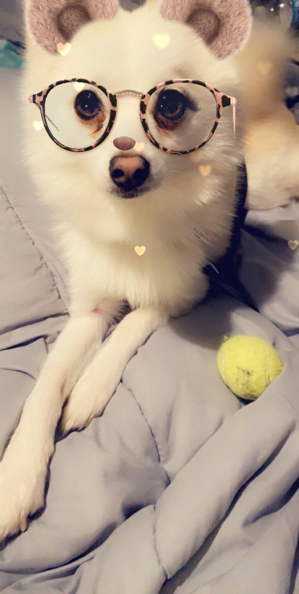 TwinSunsAmanda's tweet photo. โMom why are you so ridiculousโ- Ghost the pomsky #puppyspam #pomskypup #doggo #puppers #heckingoodtime https://t.co/jmL6grCpmJ