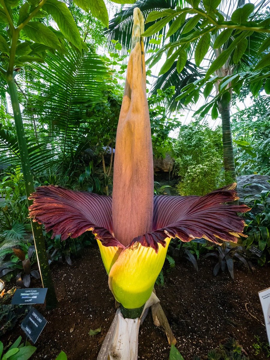 Twitter 上的american Museum Of Natural History The Titan Arum Flower Rarely Blooms But When It Does The Sight Smell Can Be Breathtaking A Powerful Rotting Flesh Like Scent Lures Potential Pollinators Toward The Female