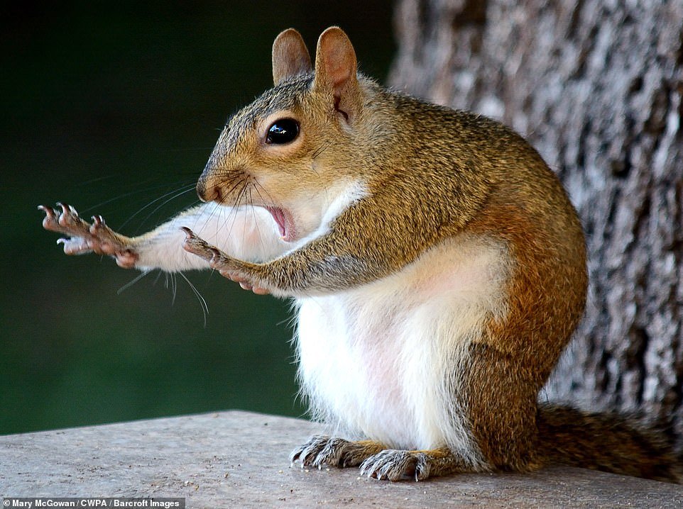 Lacey London tweet media