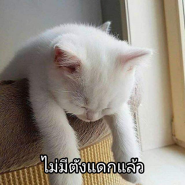 Metoo12445743's tweet photo. #มีม #มีมตลก #มีมอีเหมียว #แม��อ้วนรีวิวครับ #แมว #มีมสัตว์ #สัตว์ #มีมหยาบคาย #ขอโทษครับ #ตลก #ขำ  #ฝากรีทวิตด้วยนะ https://t.co/5ckcS49C8M