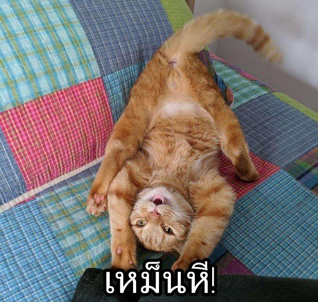 Metoo12445743's tweet photo. #มีม #มีมตลก #มีมอีเหมียว #แม��อ้วนรีวิวครับ #แมว #มีมสัตว์ #สัตว์ #มีมหยาบคาย #ขอโทษครับ #ตลก #ขำ  #ฝากรีทวิตด้วยนะ https://t.co/5ckcS49C8M
