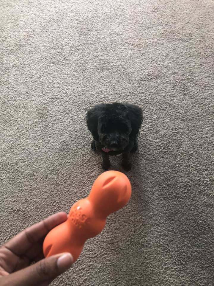 westpawus's tweet photo. #NewToyAlert #Rumpus is @westpawUS's most durable dog toy yet. Get it today and use code: 2019Fetchit for #FreeShipping

https://t.co/sR9lp3Cxao https://t.co/eJuWtOYfP6