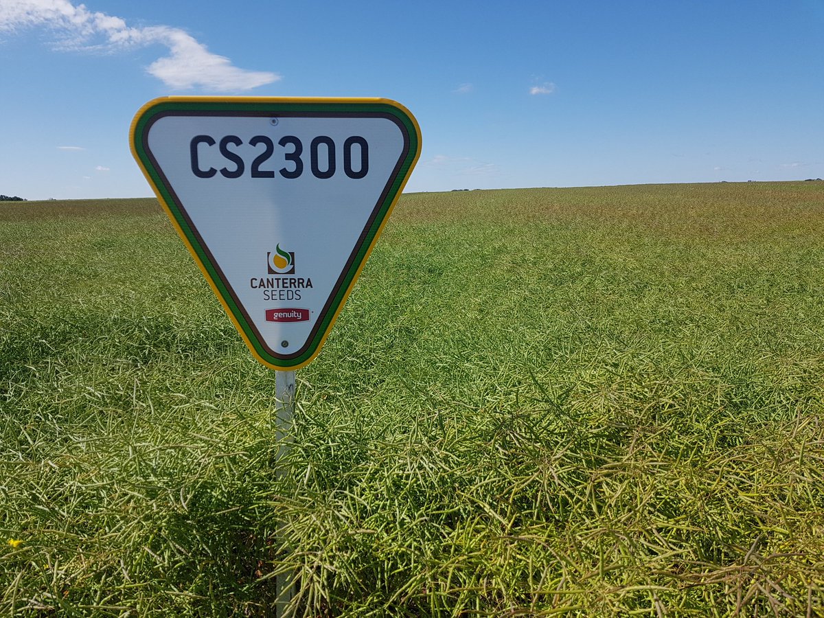 JoannaCanterra's tweet photo. #CanterraSeeds #CS2300 canola standing tall and proud near Denzil Sk. https://t.co/IV6xG4ZG3Y