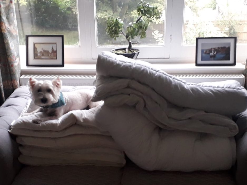 BusterWatches's tweet photo. One more pillow mummy...!! https://t.co/MHa8U3pnue