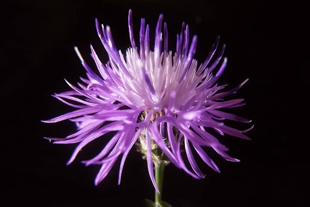 #Knapweed - Mays Landing, New Jersey.
.
.
.
.
 #flowersturk #rsa_nature #kings_flora #flowerporn #tgif_nature #flowerstalking #awesome_photographers #nature_sultans #flowerstarz #macro_perfection #floralfix #ptk_flowers #florecitas_mx #ig_flowers #floral_secrets #superb_flow…