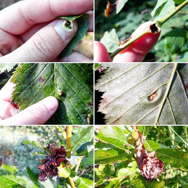 cecidologists's tweet photo. #gallsofinstagram https://t.co/5yDR5jKdSH https://t.co/mrA6L4UW8Q