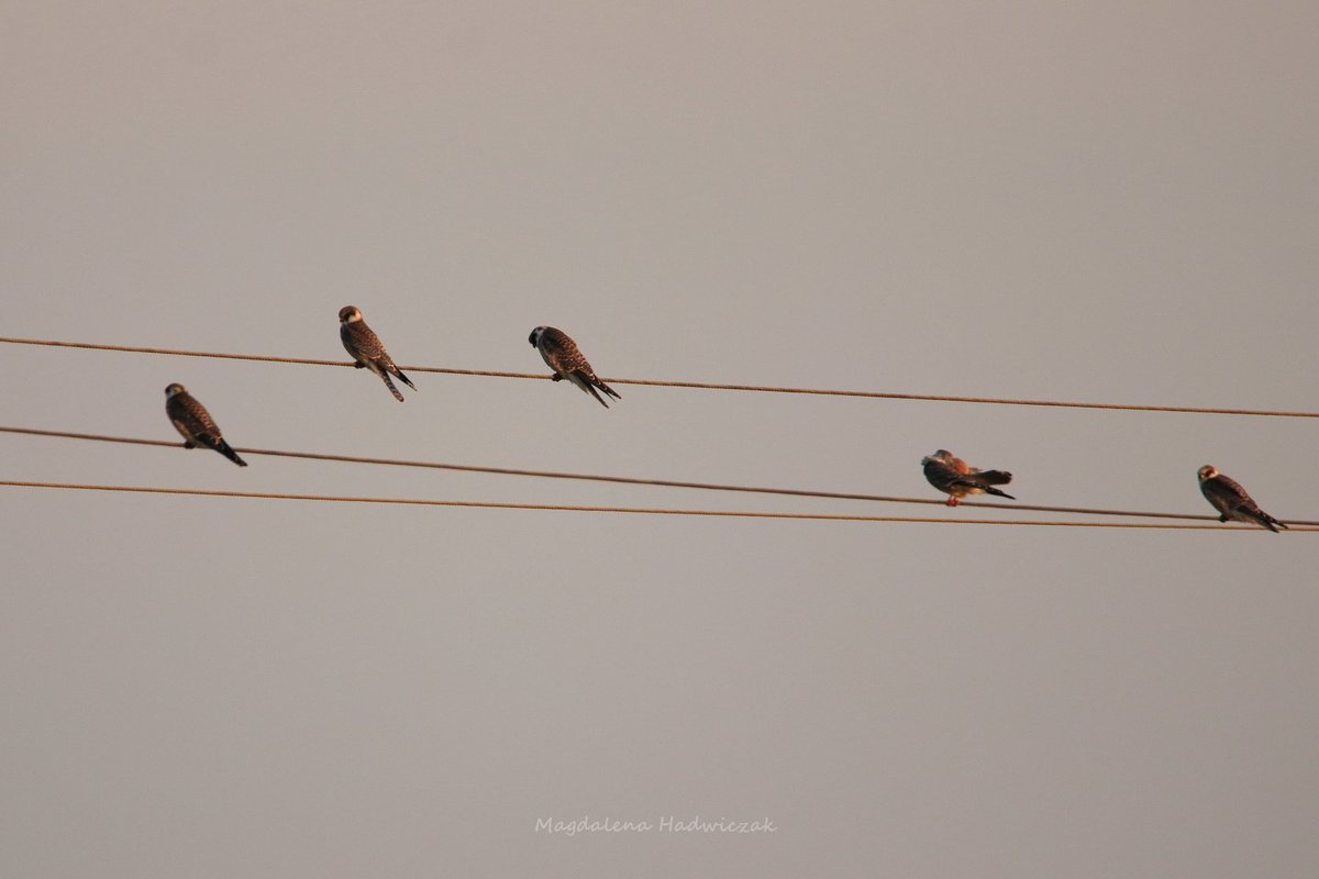RED-FOOTED FALCONS, Falco vespertinus are moving along Poland right this very moment. 332 birds today in Slowinski National Park! 
facebook.com/BirdingPoland/…