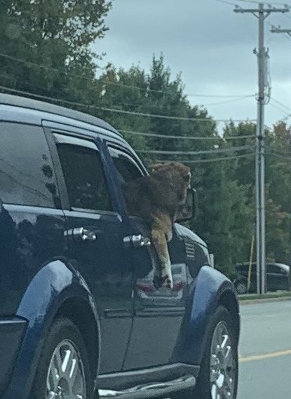 DudeItsSam_'s tweet photo. They just left the vet 😂🤣 That’s a quiet ride home https://t.co/IprpYYoGEe