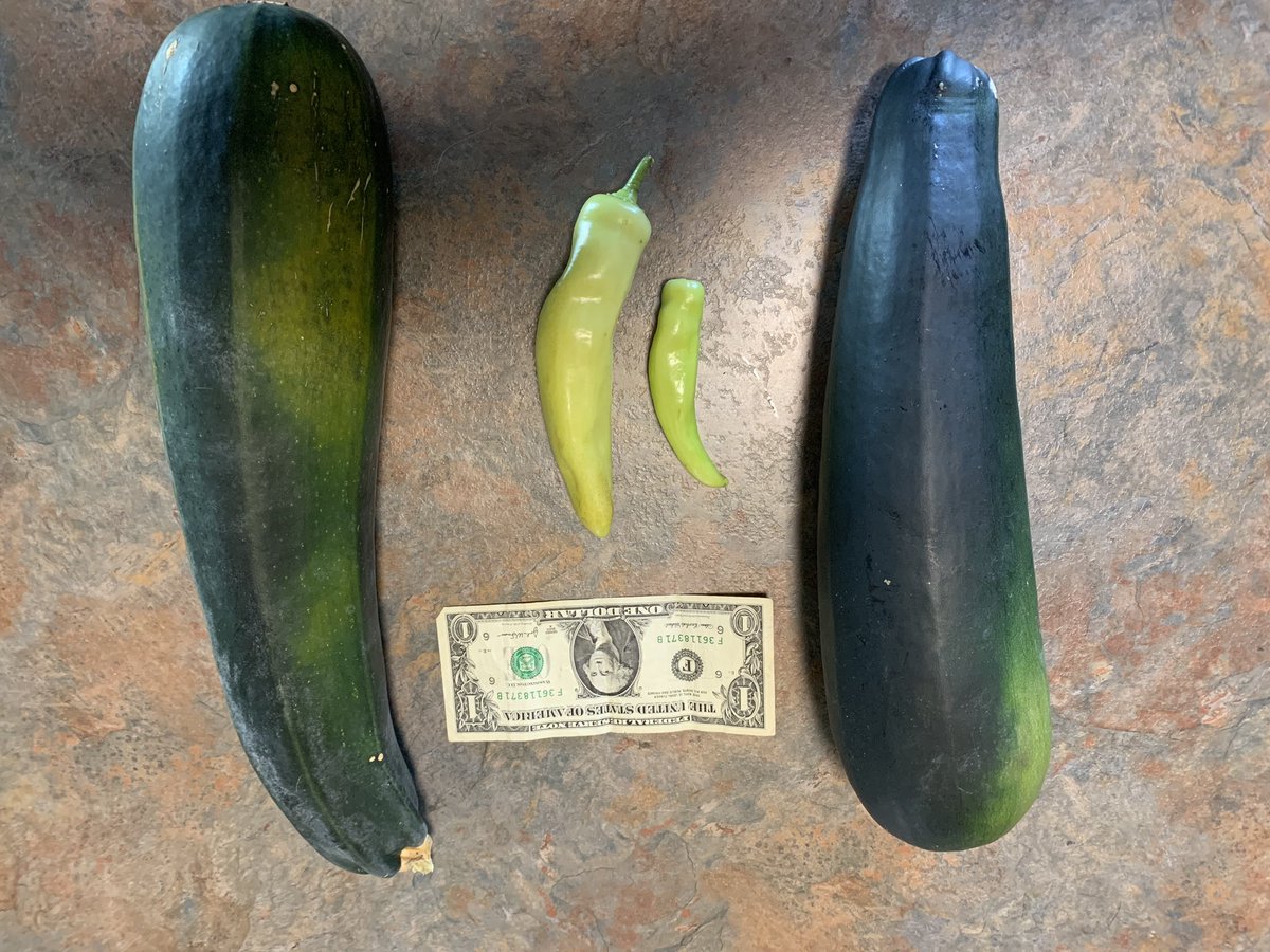 heatherbone84's tweet photo. Garden is still doing good! #Happy #Garden https://t.co/lDPrf6F5L6