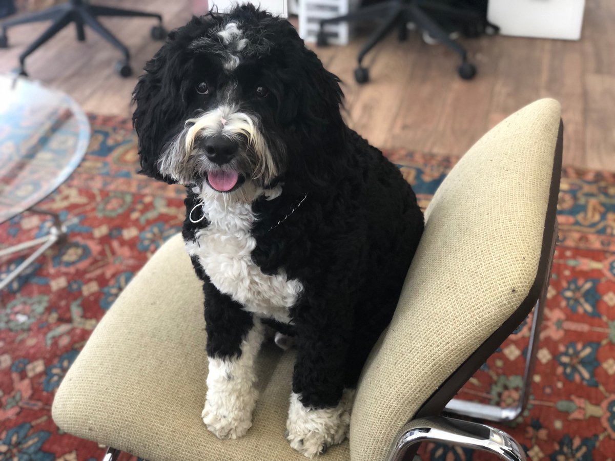 SurgoGroup's tweet photo. We wished a very happy #NationalDogDay to Goose, our team mascot, this week! https://t.co/Q83QKZKZ4G