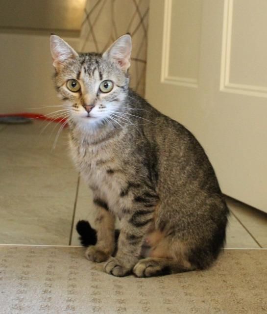 Stray Haven tweet media