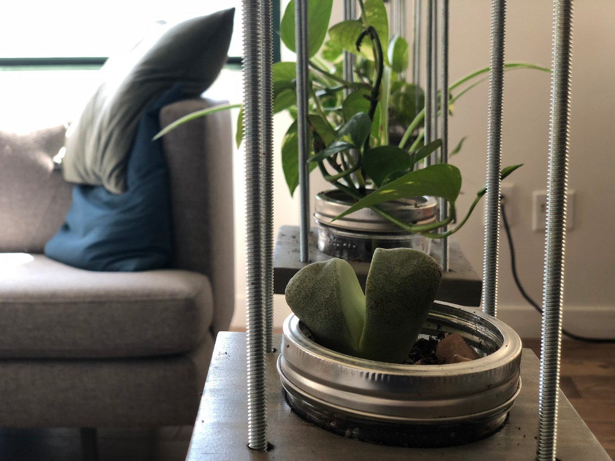 SurgoGroup's tweet photo. We are always adding plants to our NYC office! #SURGO #NYC #OfficeSpace https://t.co/zJeMATQg18