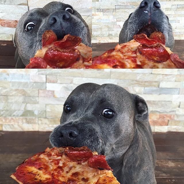 Happy National Dog Day!  Did you know our patio was pup friendly?  Come on by today and get that good Ol' boy a slice of pizza! #hopsoul #beerbuffet #nationaldogday