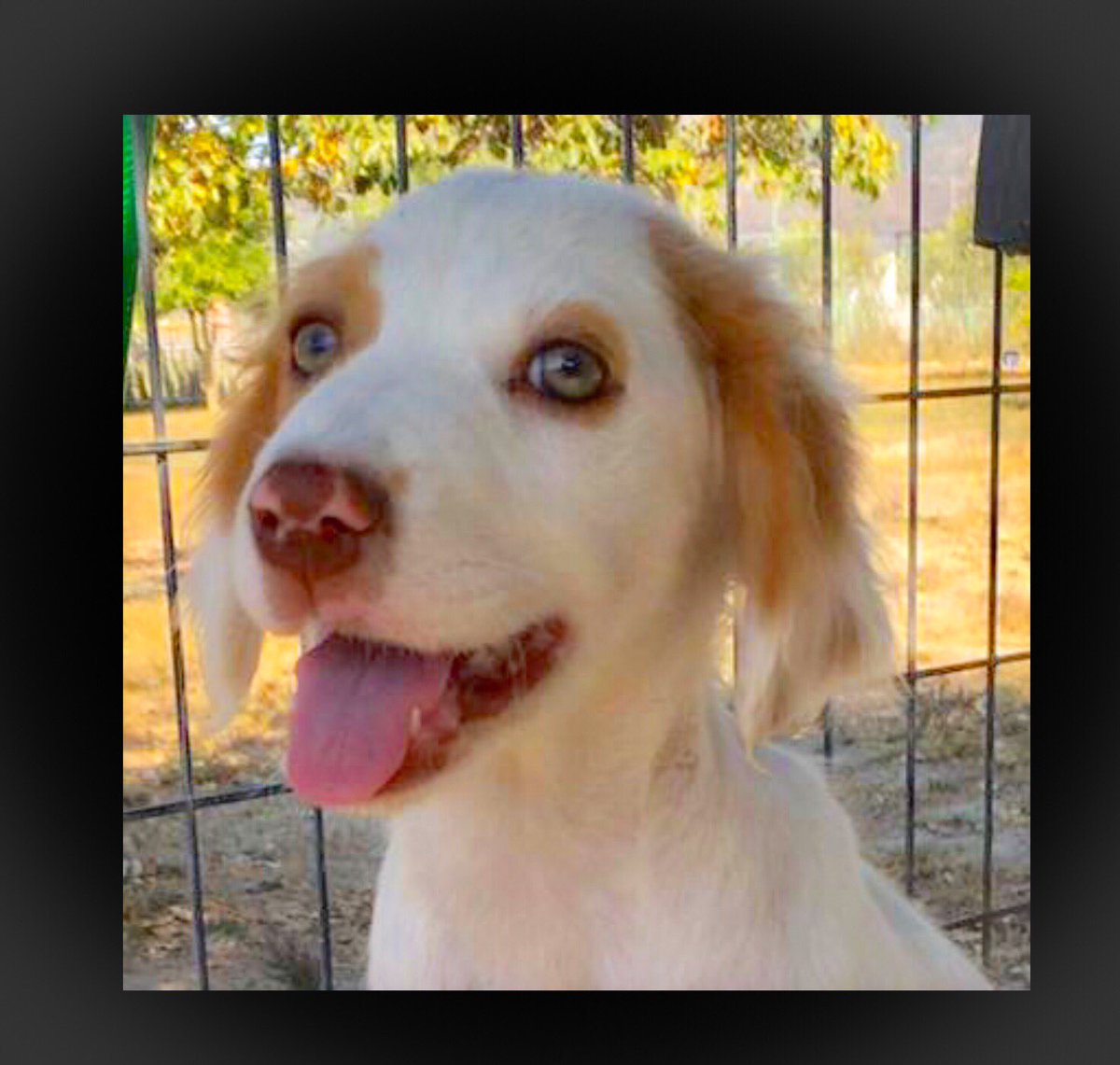 ZanteStrays's tweet photo. Rescued from the streets with her mum/sister, sweet Madeline’s an utter delight!! She’s wonderful with other puppies &amp; foster mum-this lovely little soup needs a home to reflect her loveliness in #UK #Germany #NL 💕

#AdoptDontShop #adoptme #puppy #puppylove #dogsarefamily #cute https://t.co/gwvVdRxJQu