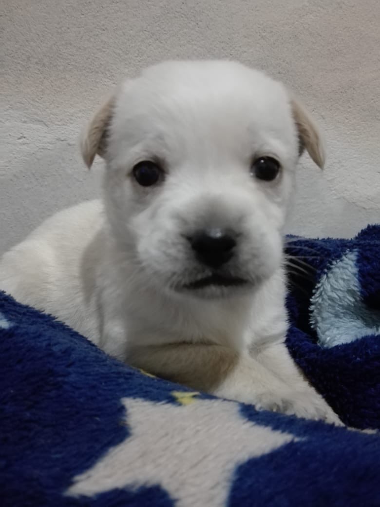 beelualeman's tweet photo. Se acuerdan de nala? Vuelve a estar en adopción ya que sus adoptantes desaparecieron, ahora esta mas grande como en la tercer foto, los requisitos para adoptar los pongo abajo, es hembra tiene tres meses y medio y va a ser tamaño chico a mediano https://t.co/P6CJEfvZbf