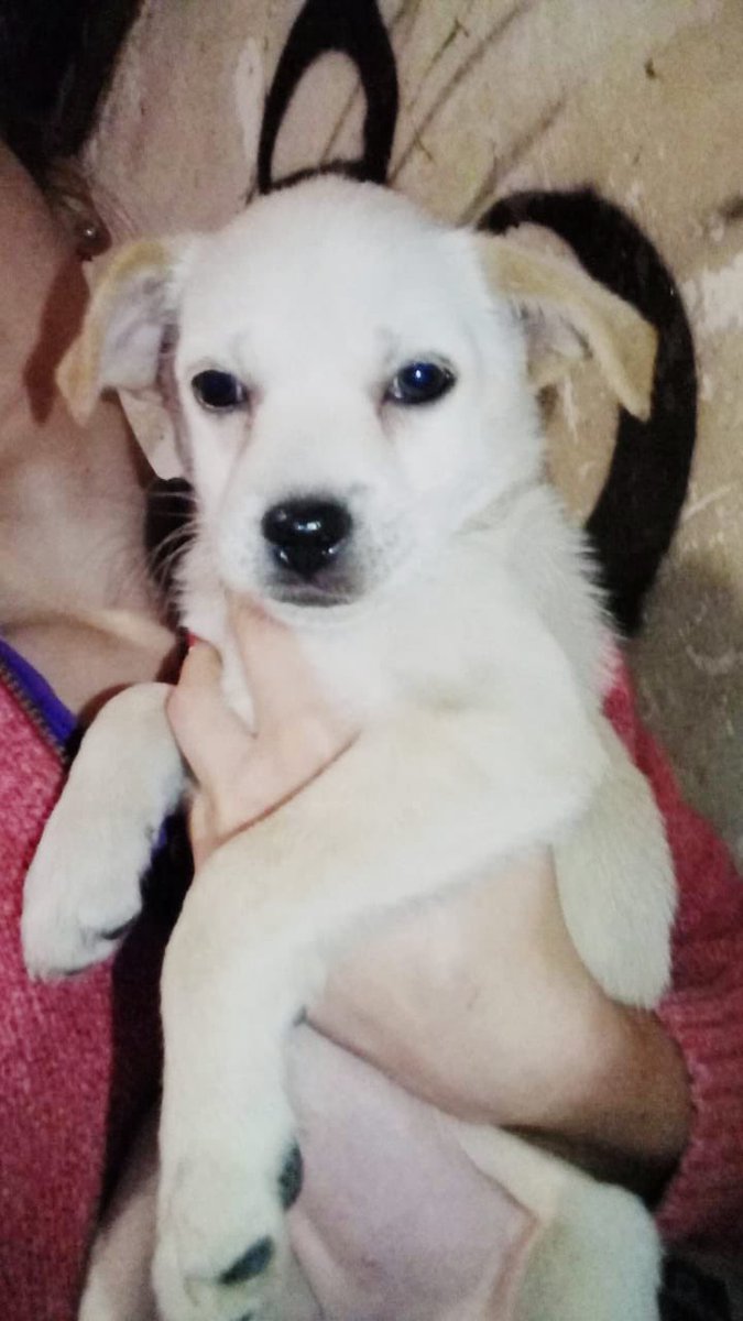 beelualeman's tweet photo. Se acuerdan de nala? Vuelve a estar en adopción ya que sus adoptantes desaparecieron, ahora esta mas grande como en la tercer foto, los requisitos para adoptar los pongo abajo, es hembra tiene tres meses y medio y va a ser tamaño chico a mediano https://t.co/P6CJEfvZbf