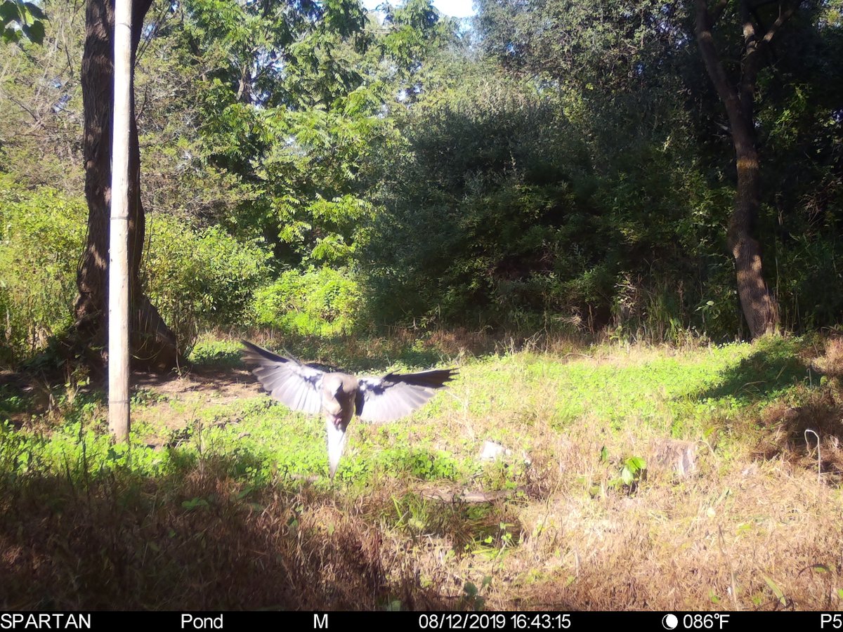 spartancamera's tweet photo. It's not every day you manage to get a picture of a bird midflight! @Jlockburnerjr caught this dynamic picture of a #MourningDove landing on his #GoCam.
#dove #bird #nature #trailcamera #wirelesscamera #cellularcamera #spartancamera https://t.co/3YcnZ91Mo8 https://t.co/WgFr0jcT9Q