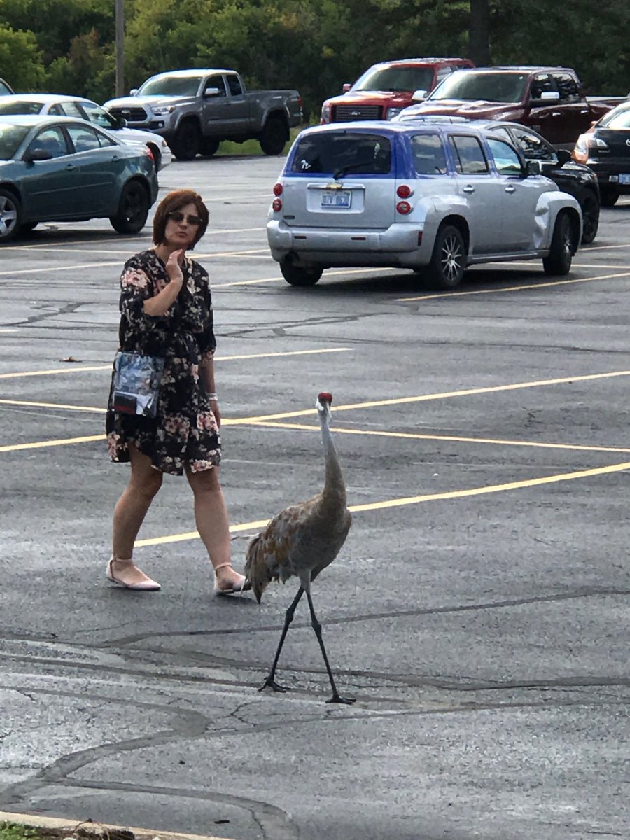 Walking amongst Sandhill Cranes at RGC.