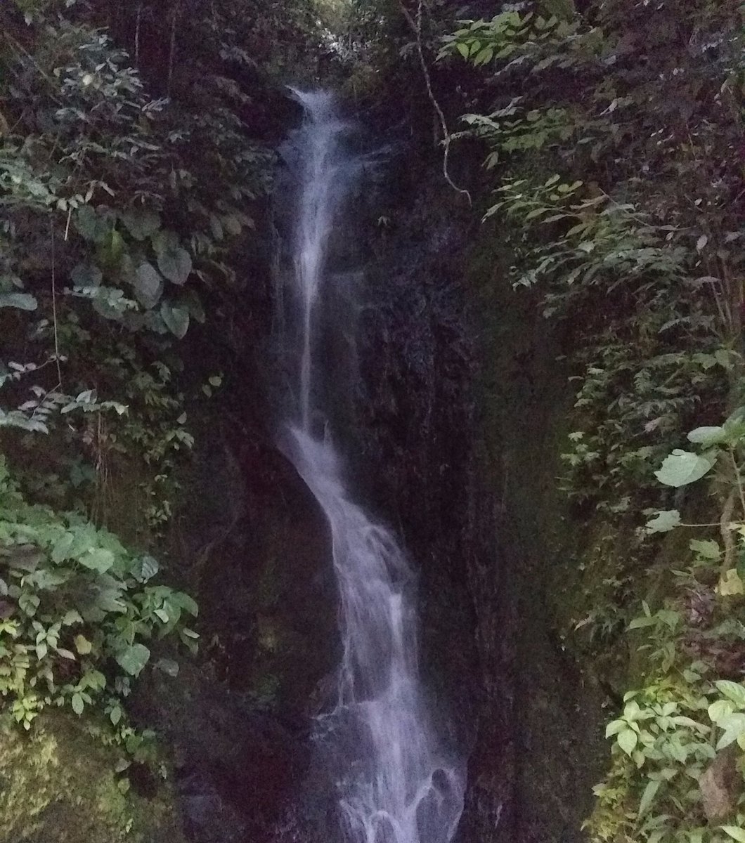 yonichourio's tweet photo. #28Ago | En #Venezuela tenemos los mejores #SitiosTuristicos del mundo. Caída de agua en el Parque Nacional #HenriPittier Edo. #Aragua
#VenezuelaProduciendoYVendiciendo https://t.co/wAfDcHWZJF