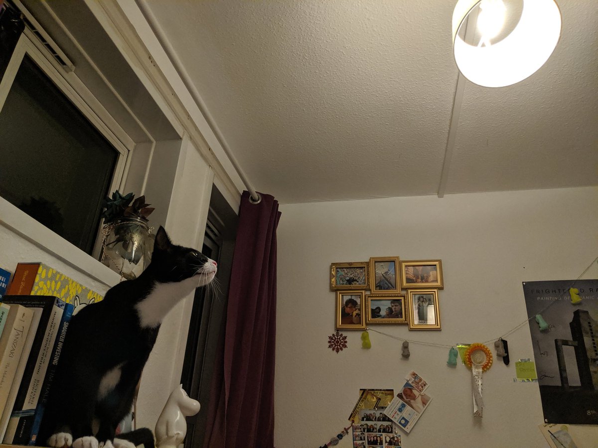 binknabel's tweet photo. He's waiting to hunt the ladybird that flew into the light. I don't have the heart to tell him that I already threw it out the window. https://t.co/uIpI5g81TT