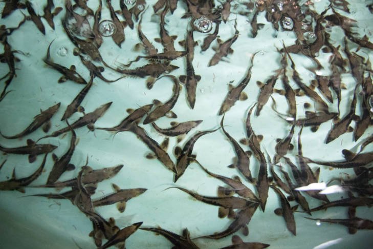 WildGenomics's tweet photo. Wild Genomics has a M.S. research assistantship position available for Spring 2020! The student will be studying lake sturgeon in Lake Superior.

https://t.co/hezbyp2YAO https://t.co/RfEOfXBOSh