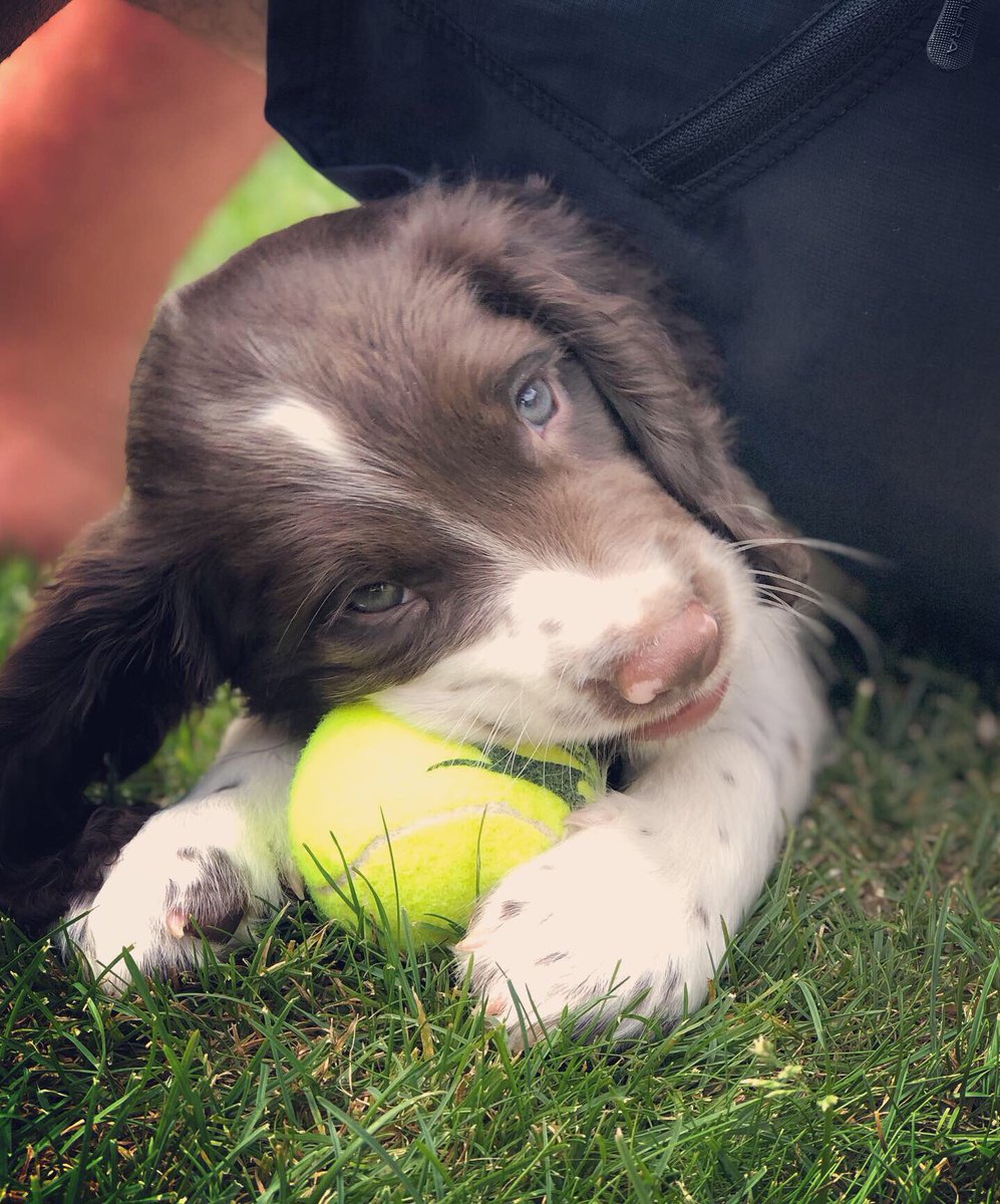 A big “Hello” from TPD Loki. All going well he’ll be on a Drugs/Weapon/Cash course next year and become a qualified specialist search dog 🐶 #teamkhanandloki #spaniel #springer #searchdogs #policedogsoftwitter