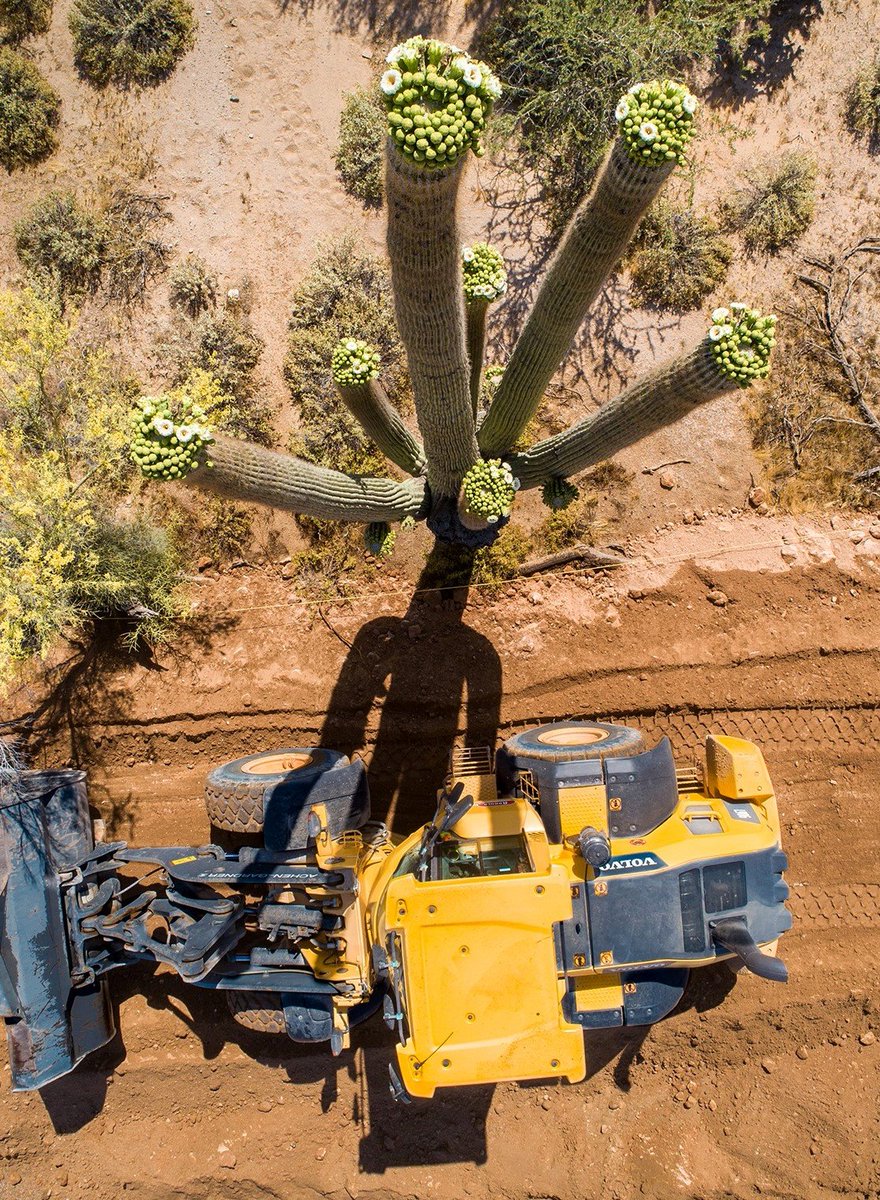 hcss's tweet photo. "Enjoy this bird’s eye view of one of our operators working carefully around a blooming saguaro in Pima County" - @achengardner
#hcsscommunity #achengardner #construction #builtwithhcss https://t.co/9BG42lVWvR