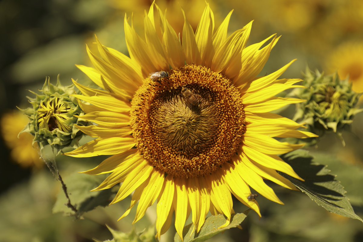 The Journal of Regenerative Agriculture is now live and ready for submissions!

This is an online, peer-reviewed research journal, published by members of the regenerative agriculture community.

Go ahead, submit away!

journalofregenerativeagriculture.org/index.php/jra