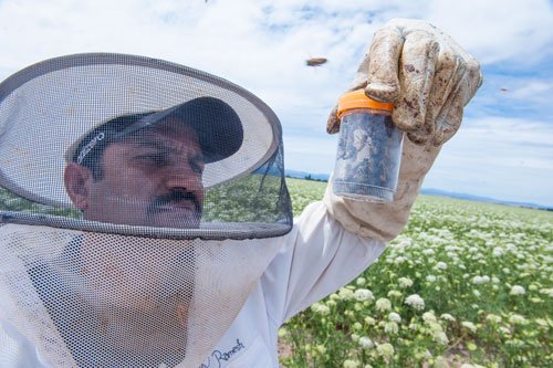 Ramesh Sagili, Oregon State's honeybee Extension specialist, led a new study that provides valuable insights into pollen abundance and diversity available to #honeybee colonies employed in five major western #pollinator-dependent crops. beav.es/ZsS