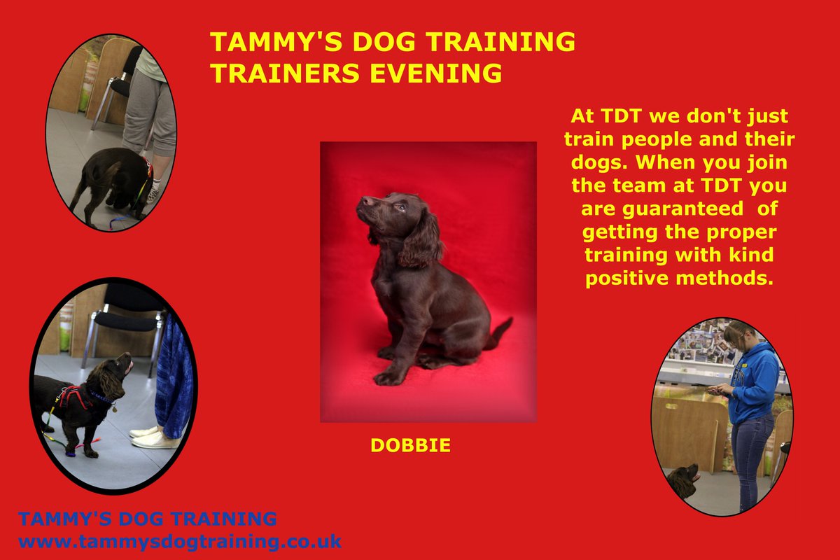TammysDogTrain's tweet photo. Tonight it was training the trainers. Thanks to Dobbie for being the dog we worked with. #peopletraining
#dogtraining @TheGoodDogGuide @apdt_uk https://t.co/eR1iNPCmrP