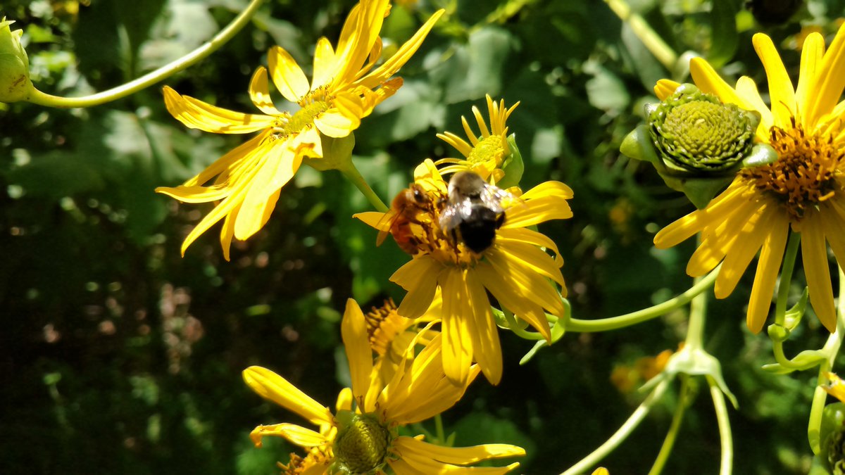 August 2019 Species Spotlight:  Cup Plant (Silphium perfoliatum)

Become a member today with a subscription to our quarterly newsletter to learn more!