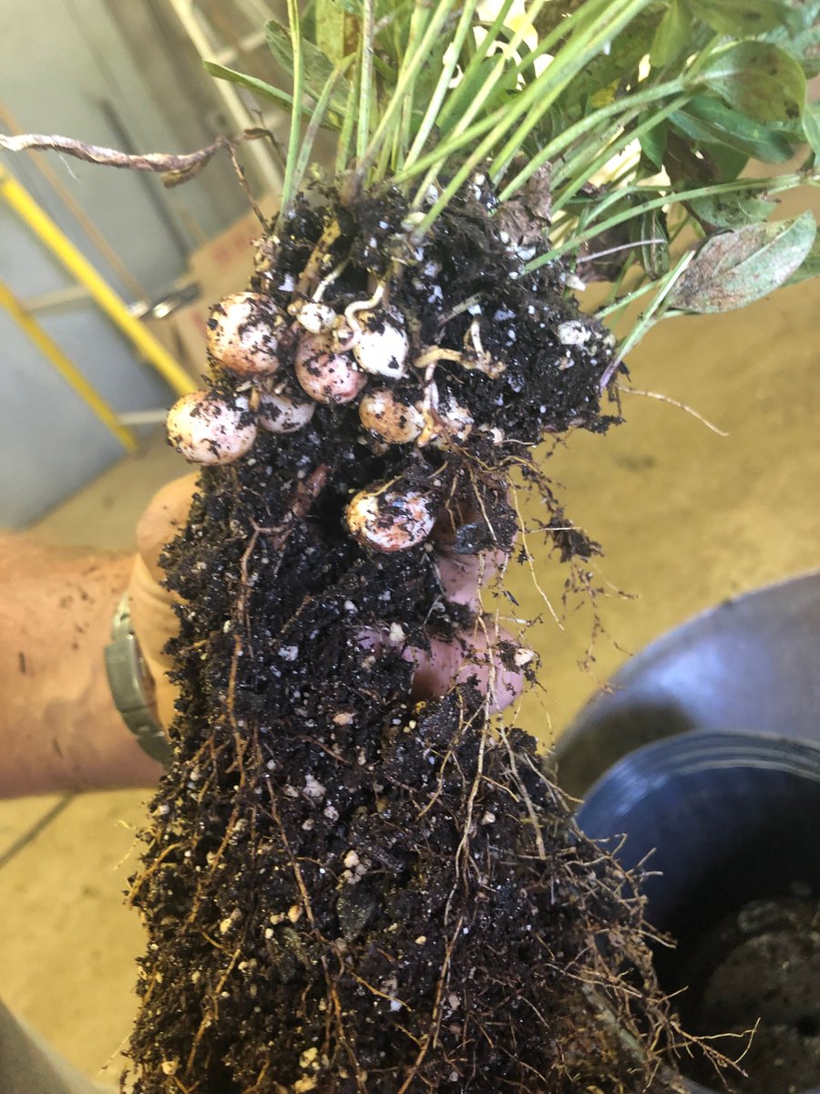 Jed Colquhoun tweet media